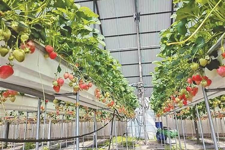 草莓专用肥是什么肥料 草莓施入氮磷钾肥的作用