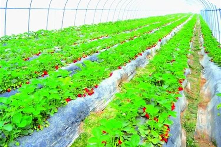 草莓各个时段都用什么样肥料!