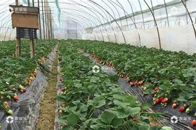 盆栽草莓挂果时施专用肥一次用多少？