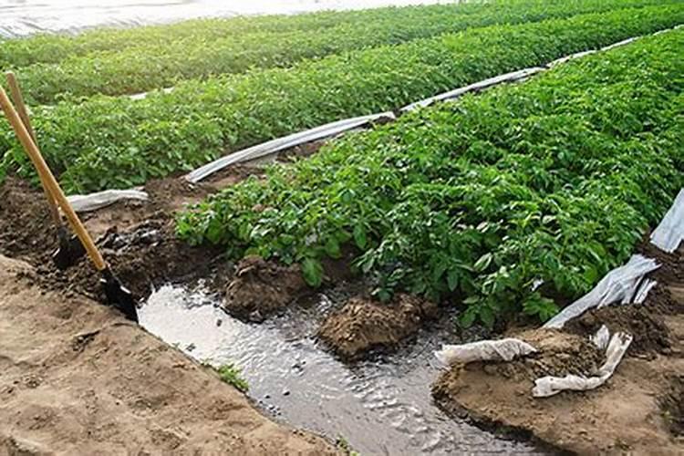 马铃薯膨大期用什么肥料吸收好？马铃薯结果期用什么水溶肥效果好？