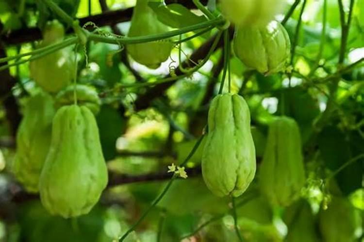 芸苔内酯适合打什么蔬菜