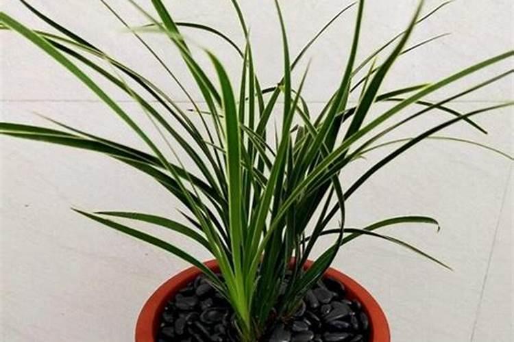 下雨天给油茶树撒尿素可以吗