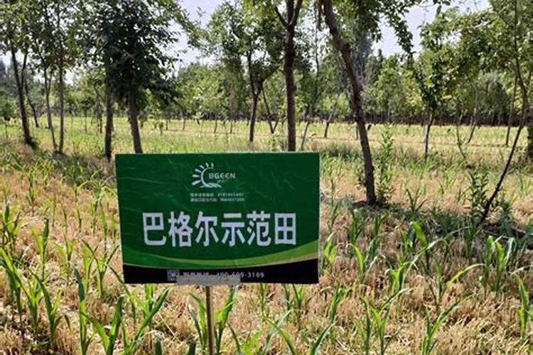长效氮肥有哪些主要特性