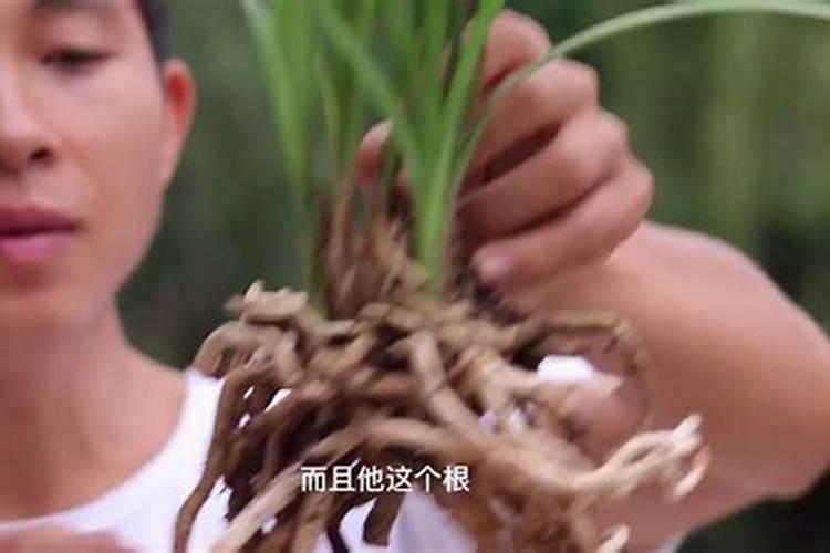 小松树如何长成了粗壮的大树