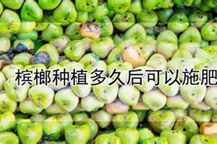 槟榔怎样施肥能高产？