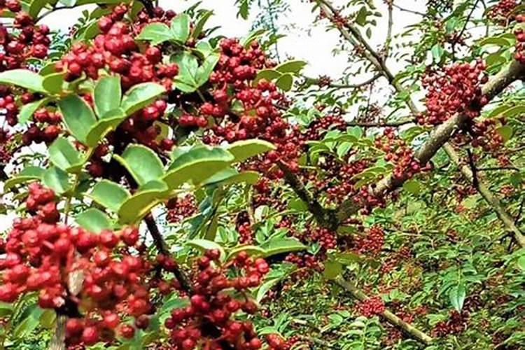 花椒青果期预防落果喷施什么农药？
