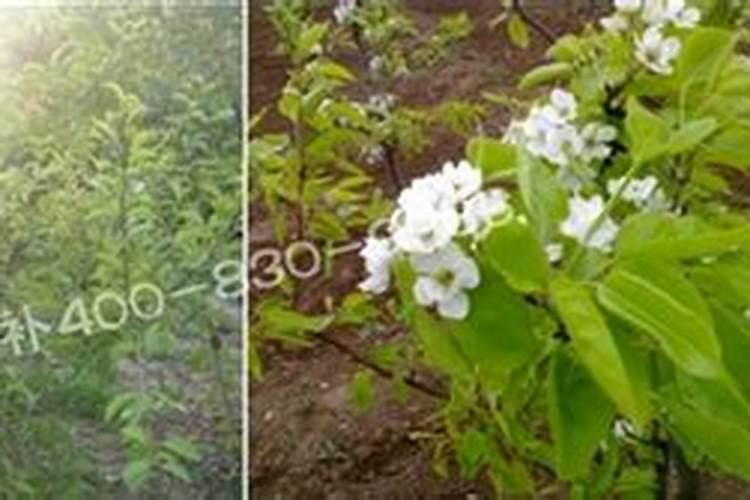 硼肥最忌三种果树