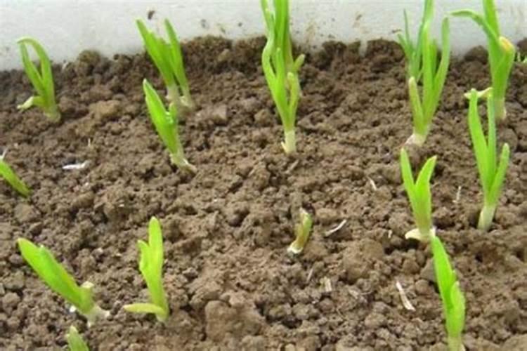 大蒜底肥最佳配方
