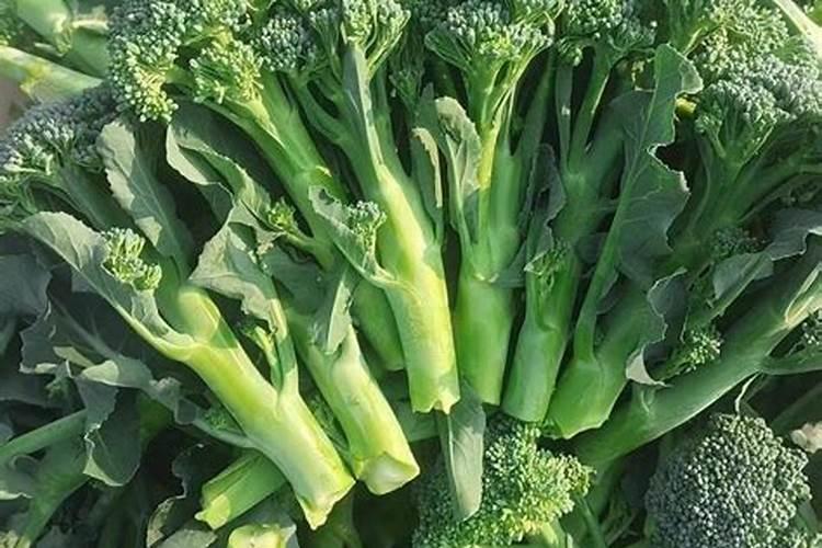 西兰花初花期管理中,怎样施肥效果好？