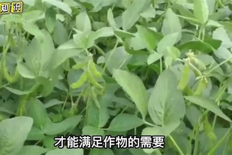 豆角结荚期怎样施肥