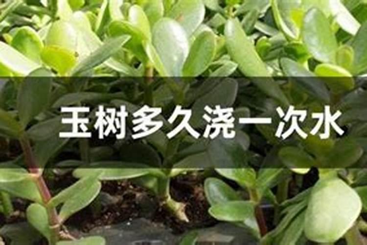 玉树用什么肥料长得最快