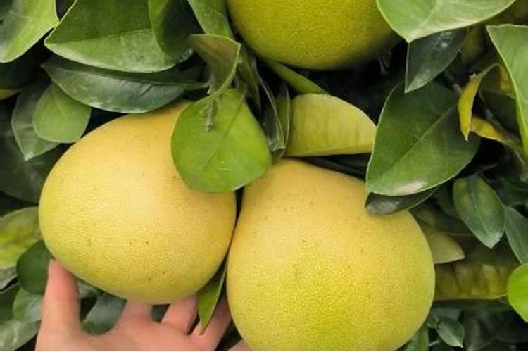 中秋节吃什么最应景？