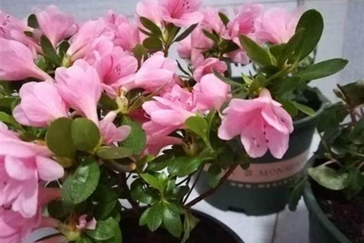 杜鹃花怎样浇水施肥