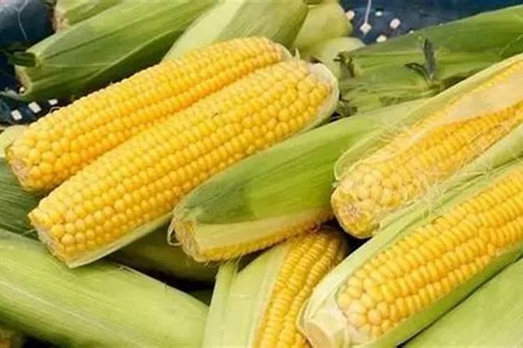 玉米后期需要什么肥料