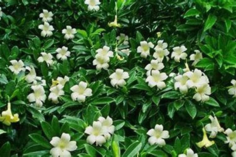 怎么养能使非洲茉莉开花