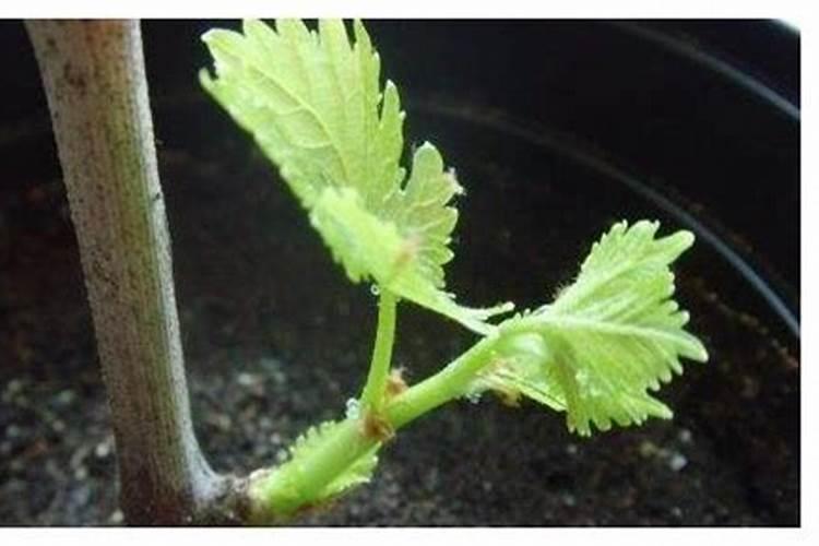 杜鹃花施用生根剂的方法