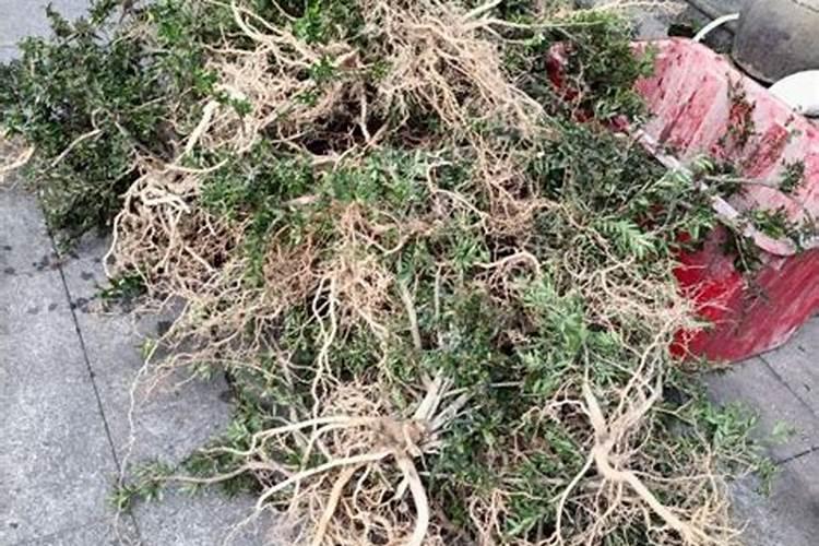 养花用什么土好