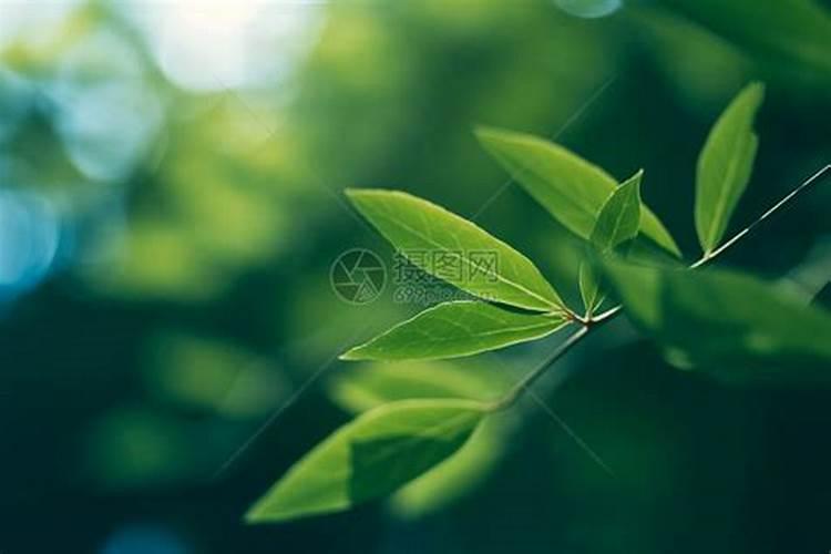 能使植物枝繁叶茂的是什么肥