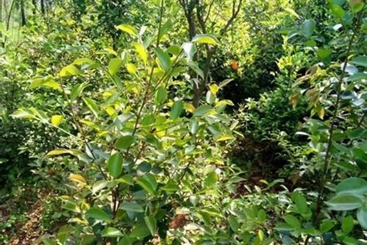 油茶施什么肥最好