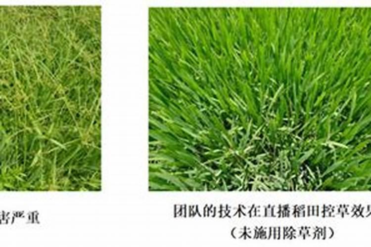 有机肥是指什么肥料 有机肥料的价格制作及使用方法
