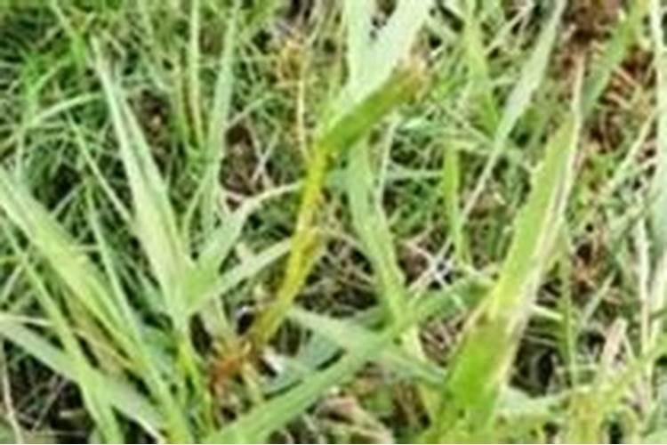 种植香菜的时候,为什么要施腐熟的干粪肥？