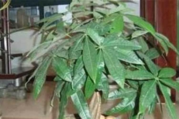 发财树和生根粉怎么用