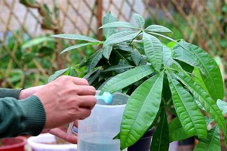 发财树和生根粉怎么用