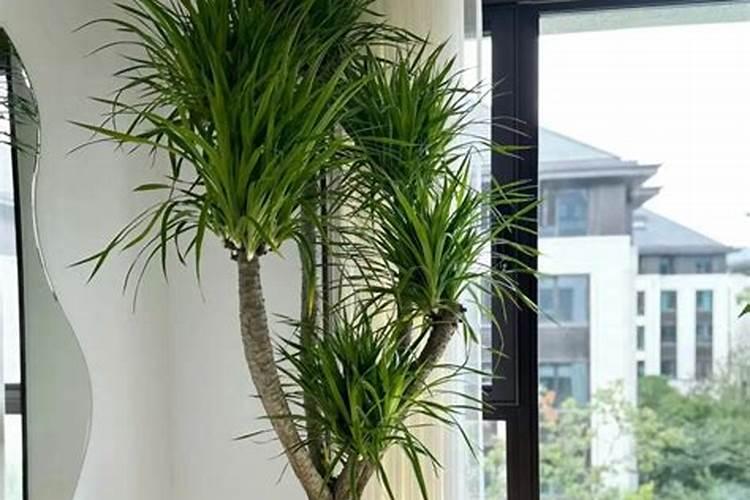 龙血树施什么肥最好