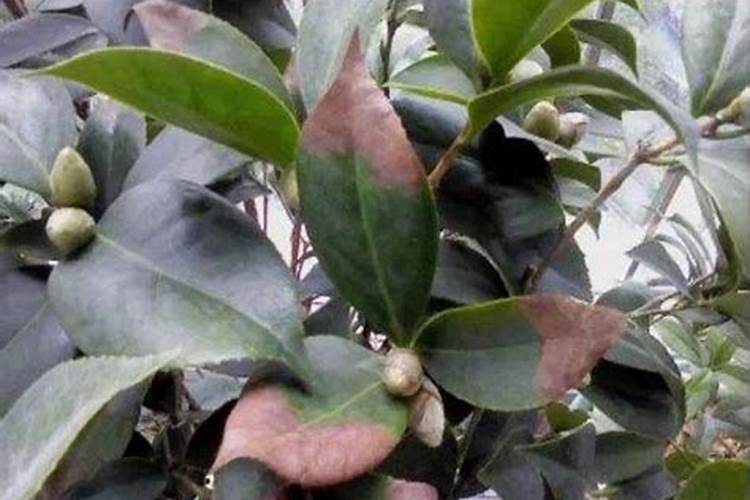 茶花如何施氮肥长得好