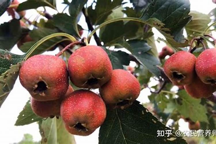 山楂树什么时候用底肥？用什么样的肥料可以提高果实品质？