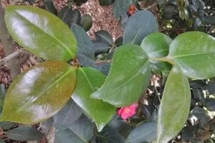 茶花叶子发黄是什么原因引起的
