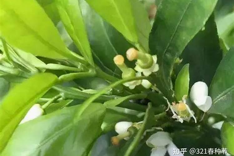3月份柑橘树打什么农药