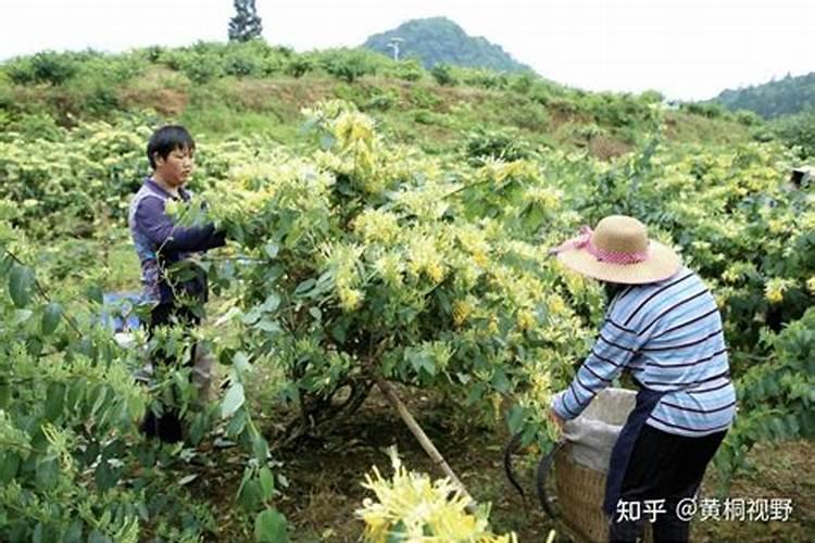 丹参用什么肥料最好