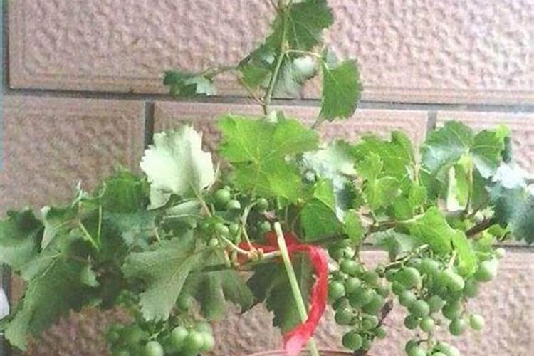 怎样对葡萄树的叶面施肥？