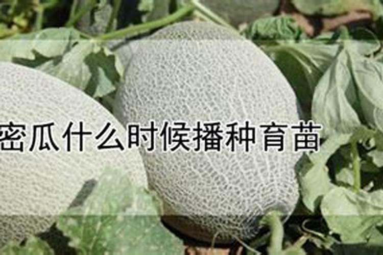 哈密瓜膨果期怎样施肥