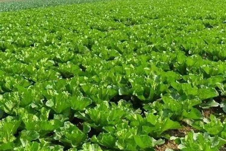 番茄花叶病症状及防治方法