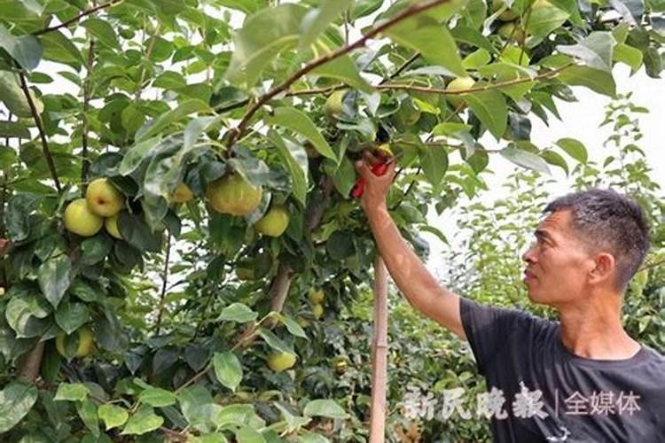 翠冠梨品种介绍