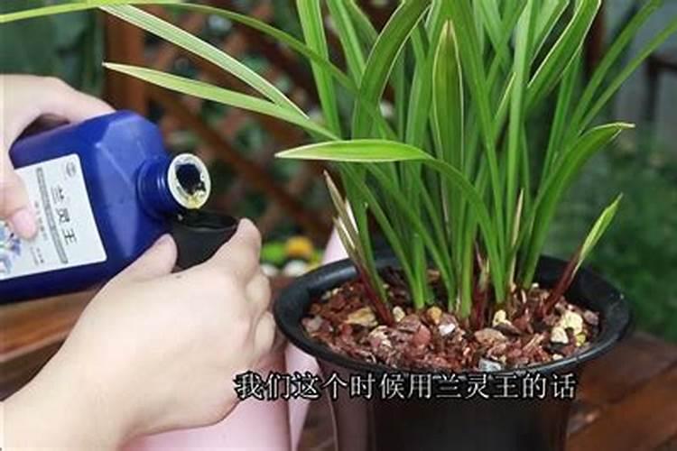 兰花什么时候施肥最好,兰花施肥用什么肥最好(氮磷钾肥)