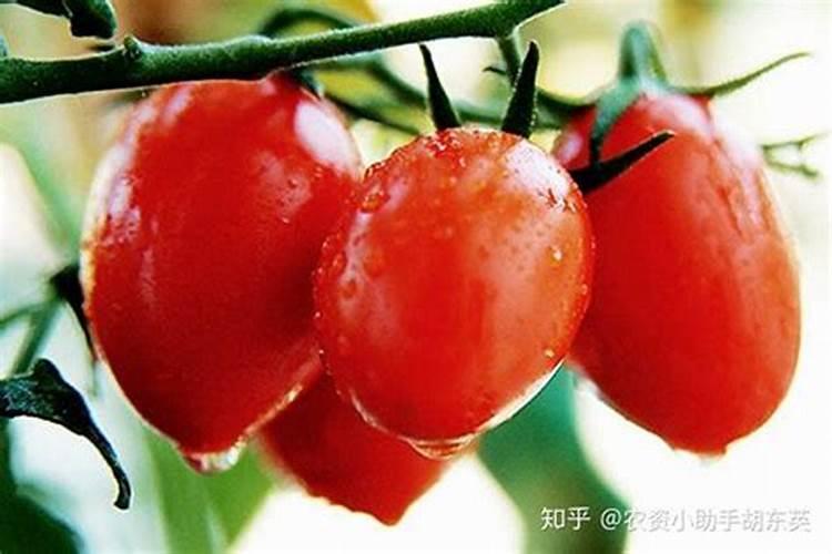 番茄追肥的合适时间是什么时候？