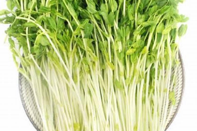 豆子种植方法和时间