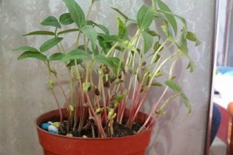 种豆子的方法及过程