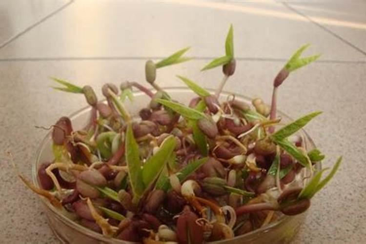 种豆子用什么肥料好