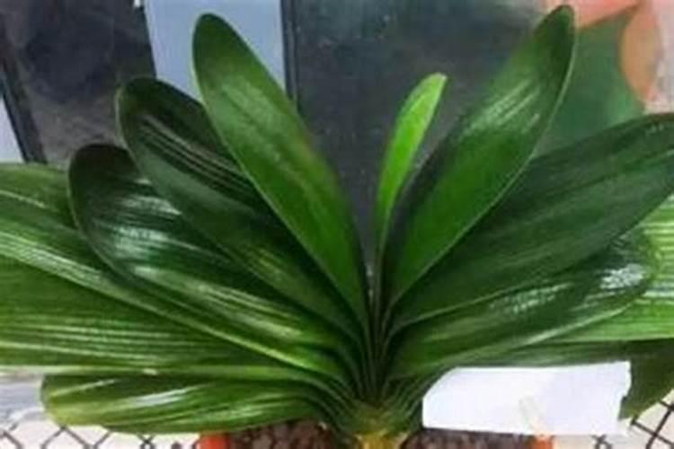 昙花施肥用什么肥料,长花蕾的时候可以施肥吗