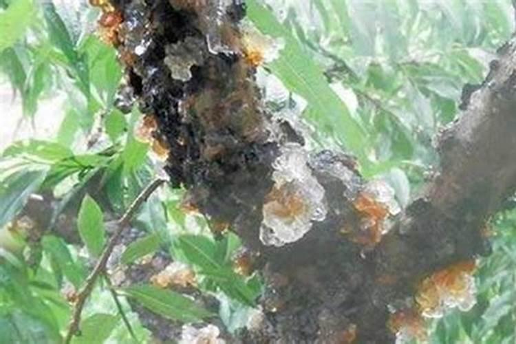 哪些激素或者药物可以提高大樱桃的坐果率？