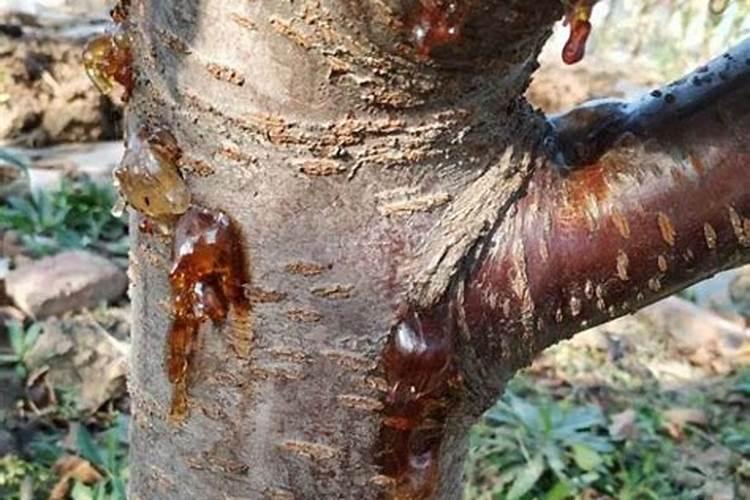 樱桃树磷酸二氢钾流体硼芸苔素可以加点防冻液吗？