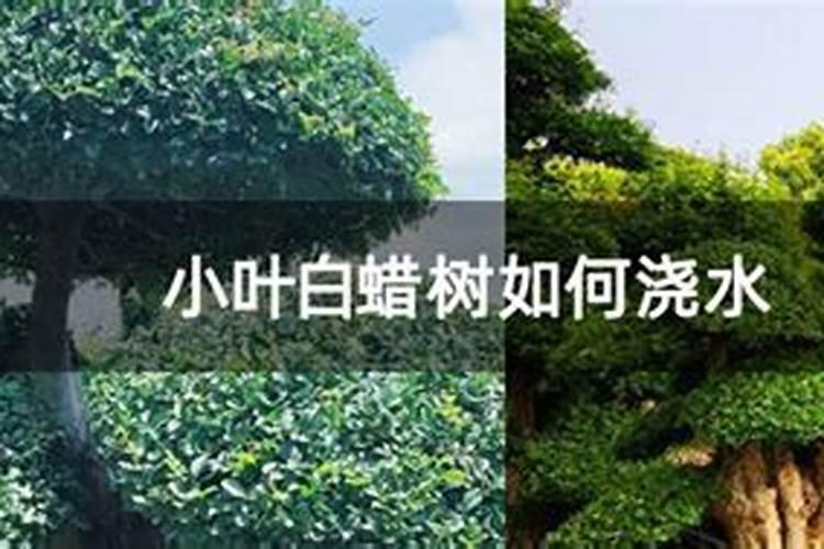 白蜡夏天怎么养护