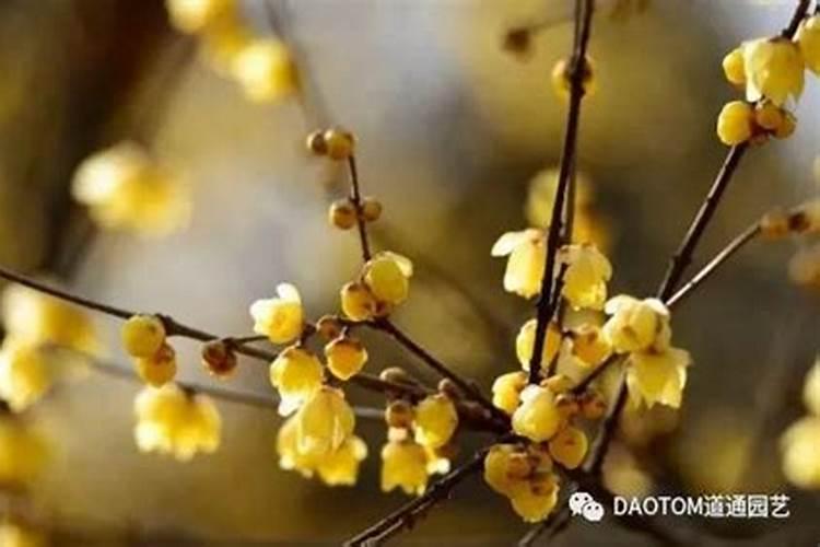 白蜡夏天怎么养护
