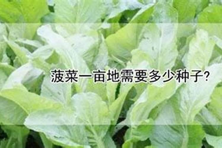 养殖菠菜应该怎么施肥