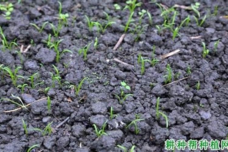 种菠菜用什么肥料