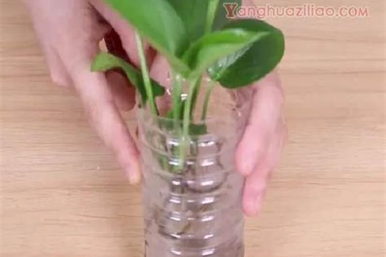 蝴蝶兰可用水养吗？